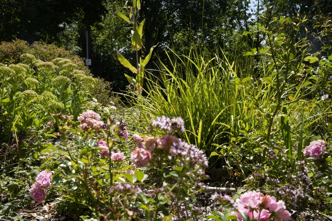 Aufnahme aus dem Garten
