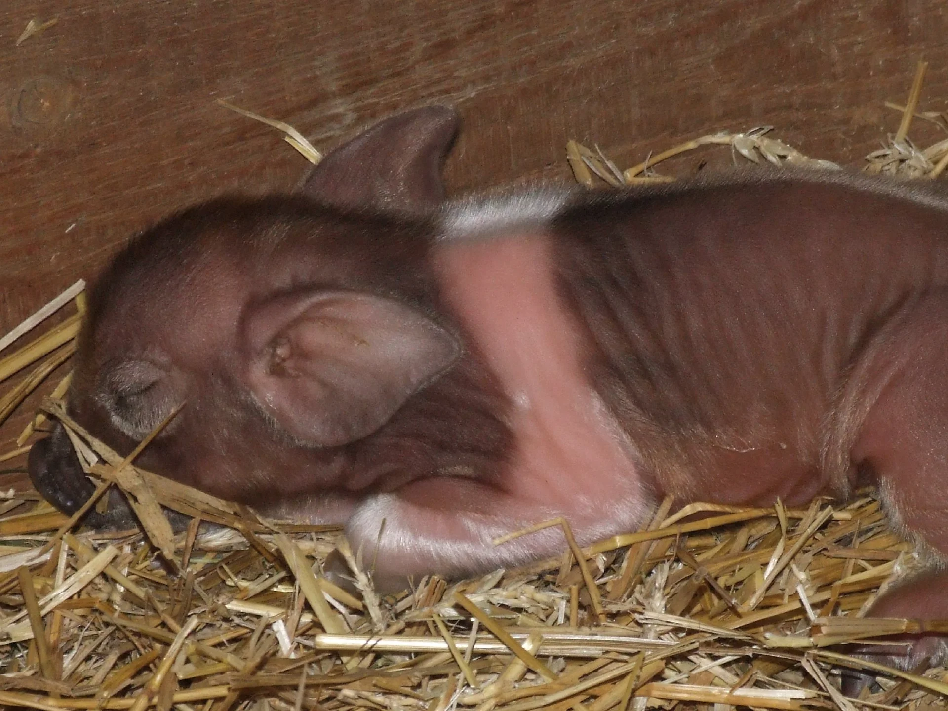Ferkel auf dem Dottenfelder Hof 
