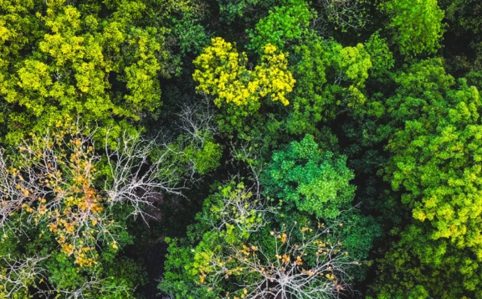 A bird’s-eye view of the rainforest 