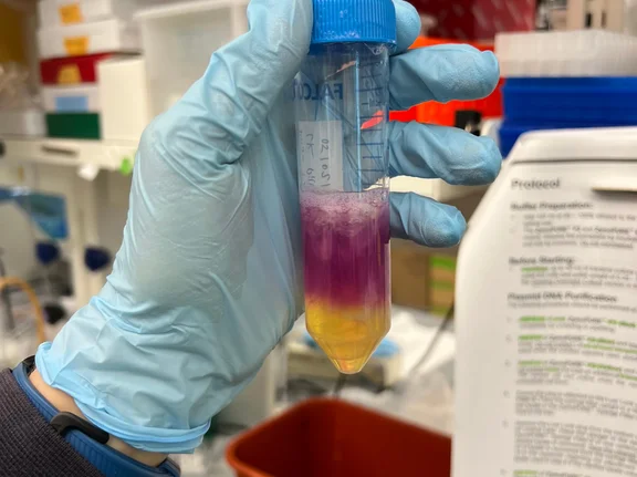 A hand wearing a blue laboratory glove is holding a plastic tube containing two coloured liquids, separated from one another.