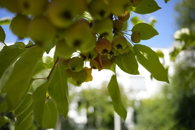 Nahaufnahme Apfelbaum