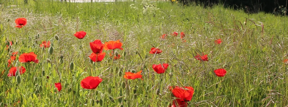 Wiese mit Mohnblumen