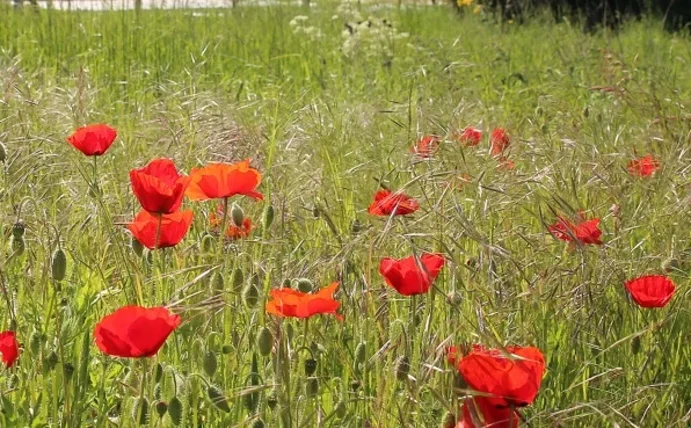 Wiese mit Mohnblumen