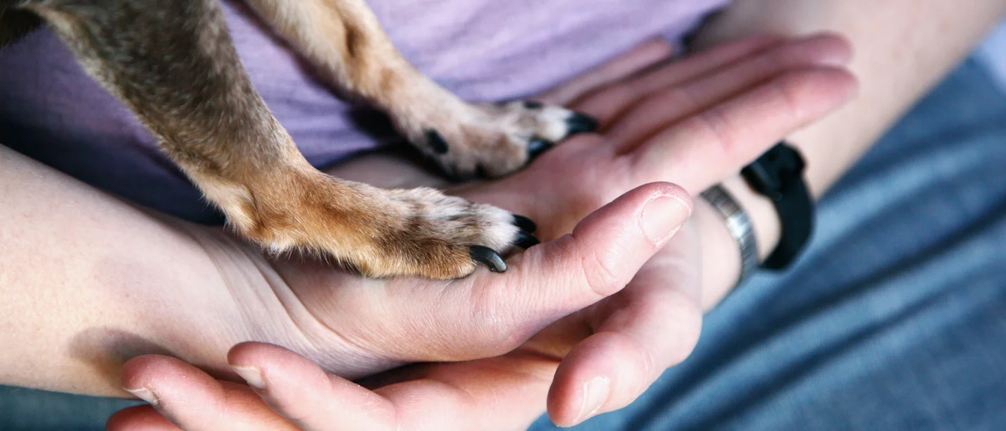 Ringvorlesung Mensch-Tier-Beziehung an der UW/H (Foto: unsplash | Shane) Auf zwei Händen eines Menschen stehen zwei Pfoten eines Hundes.