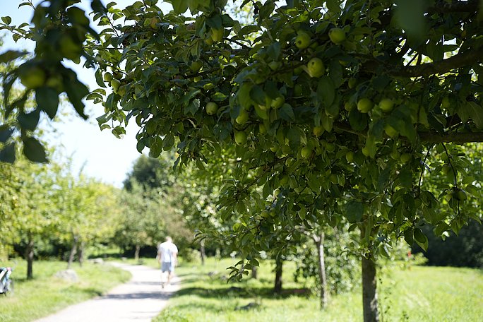 Eine Allee mit Apfelbäumen im Sonnenschein