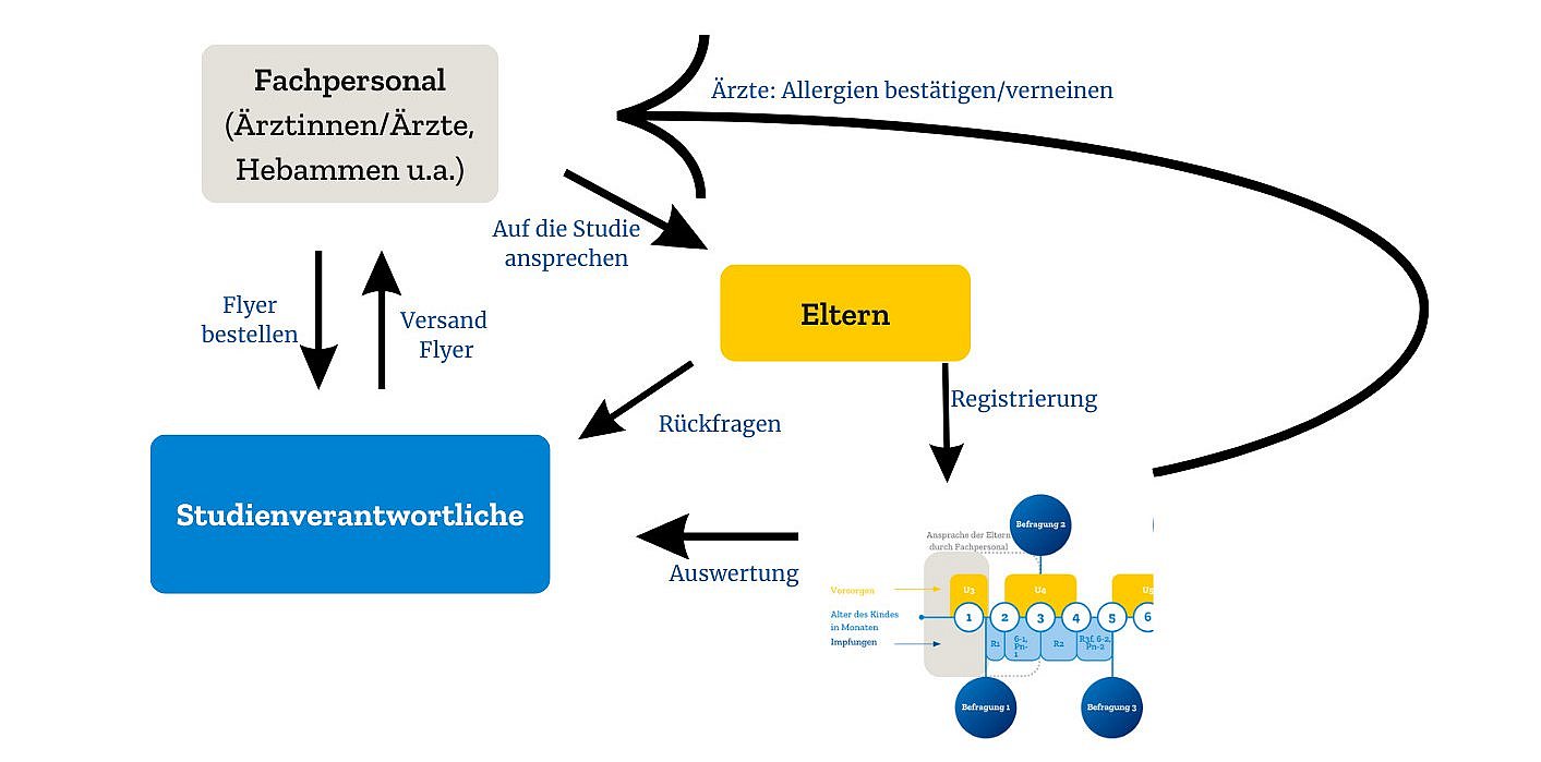 Grafik: Ablauf und Aufgabenverteilung der Rekrutierung