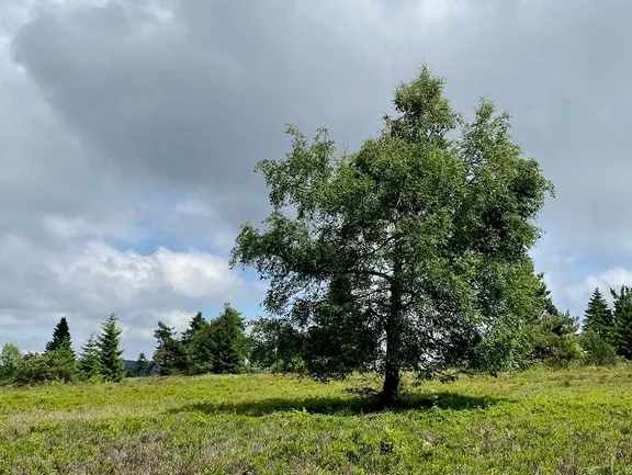 In recent years, nature as an experiential space has increasingly become the focus of health psychology research. (Photo: private) A tree in a meadow.