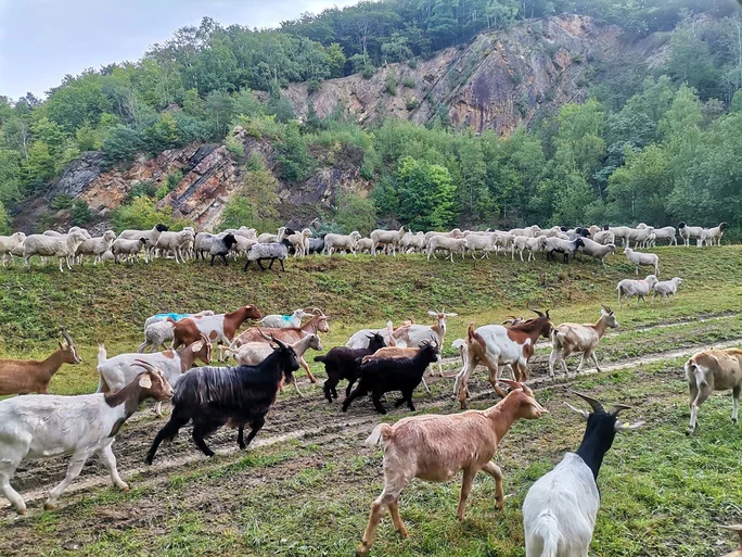 Hohenstein Farm (Photo: Hohenstein Farm) Goats on the mountain