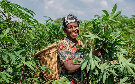 Photo of a worker between cassava plants