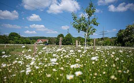 Wilde Wiese mit Gänseblümchen und Obstbäumen.