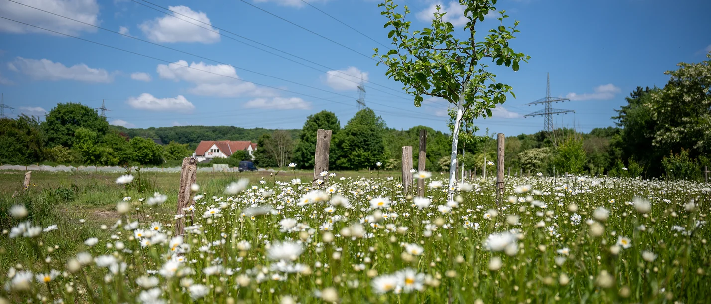 Wilde Wiese mit Gänseblümchen und Obstbäumen.