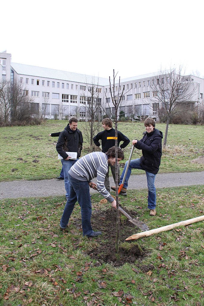 Vier Personen pflanzen einen Obstbaum