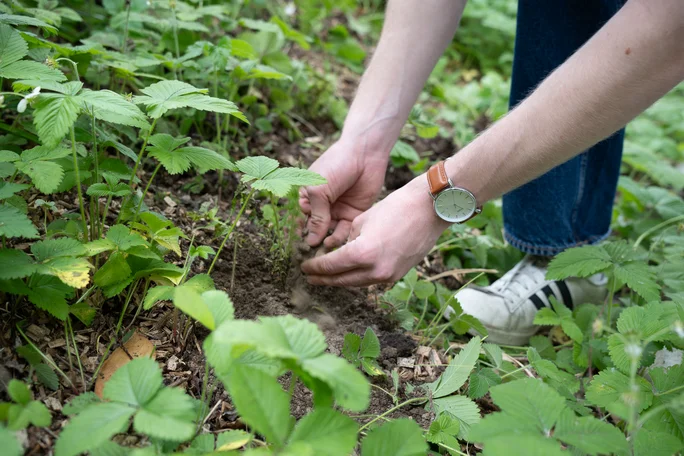 Hand, die eine Pflanze mit Erde einpflanzt