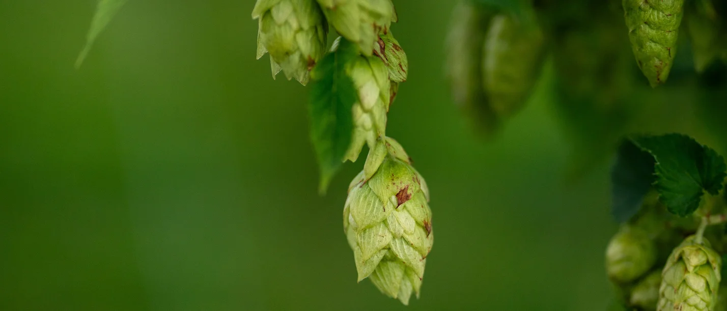 Vom Hopfenfeld in die Flasche: An der UW/H lernen Interessierte den Brauprozess kennen. (Foto: Pexels | Donovan Kelly) Nahaufnahme der Hopfenpflanze und ihrer Dolden.