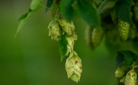 Vom Hopfenfeld in die Flasche: An der UW/H lernen Interessierte den Brauprozess kennen. (Foto: Pexels | Donovan Kelly) Nahaufnahme der Hopfenpflanze und ihrer Dolden.