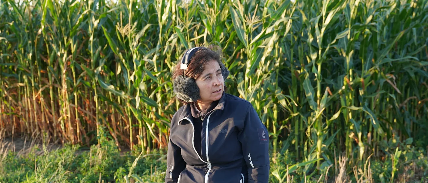 KULTURZEIT: Lets go and listen (Foto: Javier Garavaglia) Eine Person mit Kopfhörern steht vor einem Maisfeld.