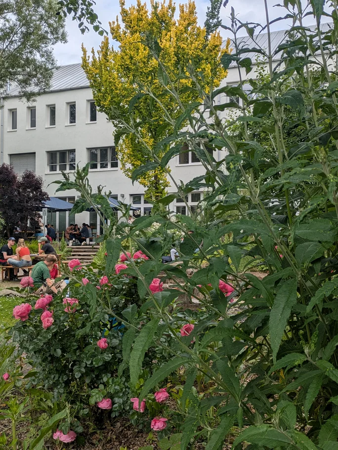 Große aufrechte gelb blühende Pflanze und pink blühender Rosenstrauch