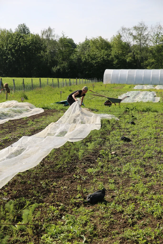 Gemüseschutznetz (Foto: UW/H) Eine Frau rollt ein Gemüseschutznetz über ein Beet und befestigt es.