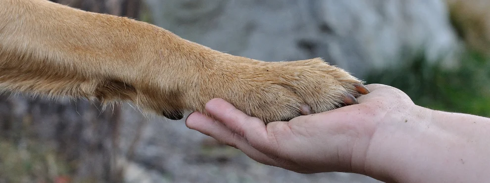 Man sieht eine Hundepfote, die auf einer Menschenhand liegt.
