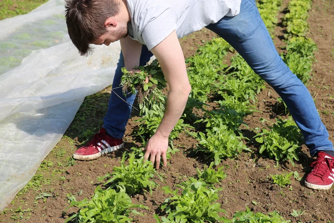 Beetpflege (Foto: UW/H) Ein Mann beugt sich über ein Beet mit Rucola-Salat und jätet Unkraut.