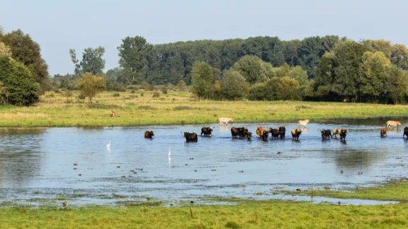 Rinder und Pferde stehen in einem kniehohen See.
