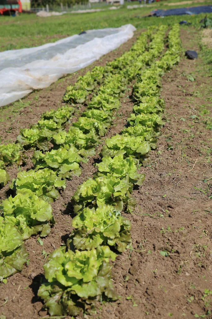 Salatbeet (Foto: UW/H) Ein Gemüsebeet mit drei Reihen Salatköpfen.