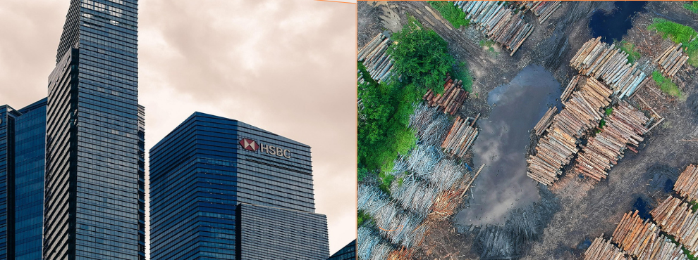 auf der rechten Bildfläche sind Banken zu sehen, links ein Bild des Regenwaldes aus der Vogelperspektive