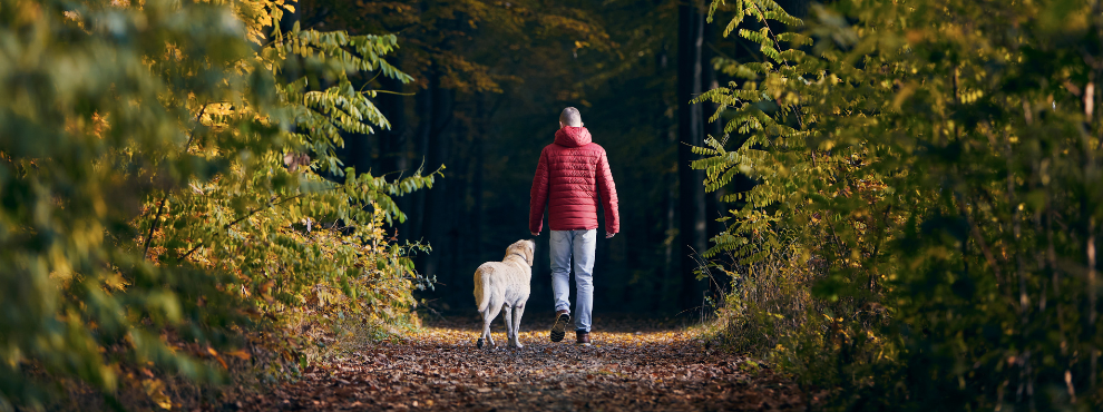 A man takes his dog for a walk in the woods.